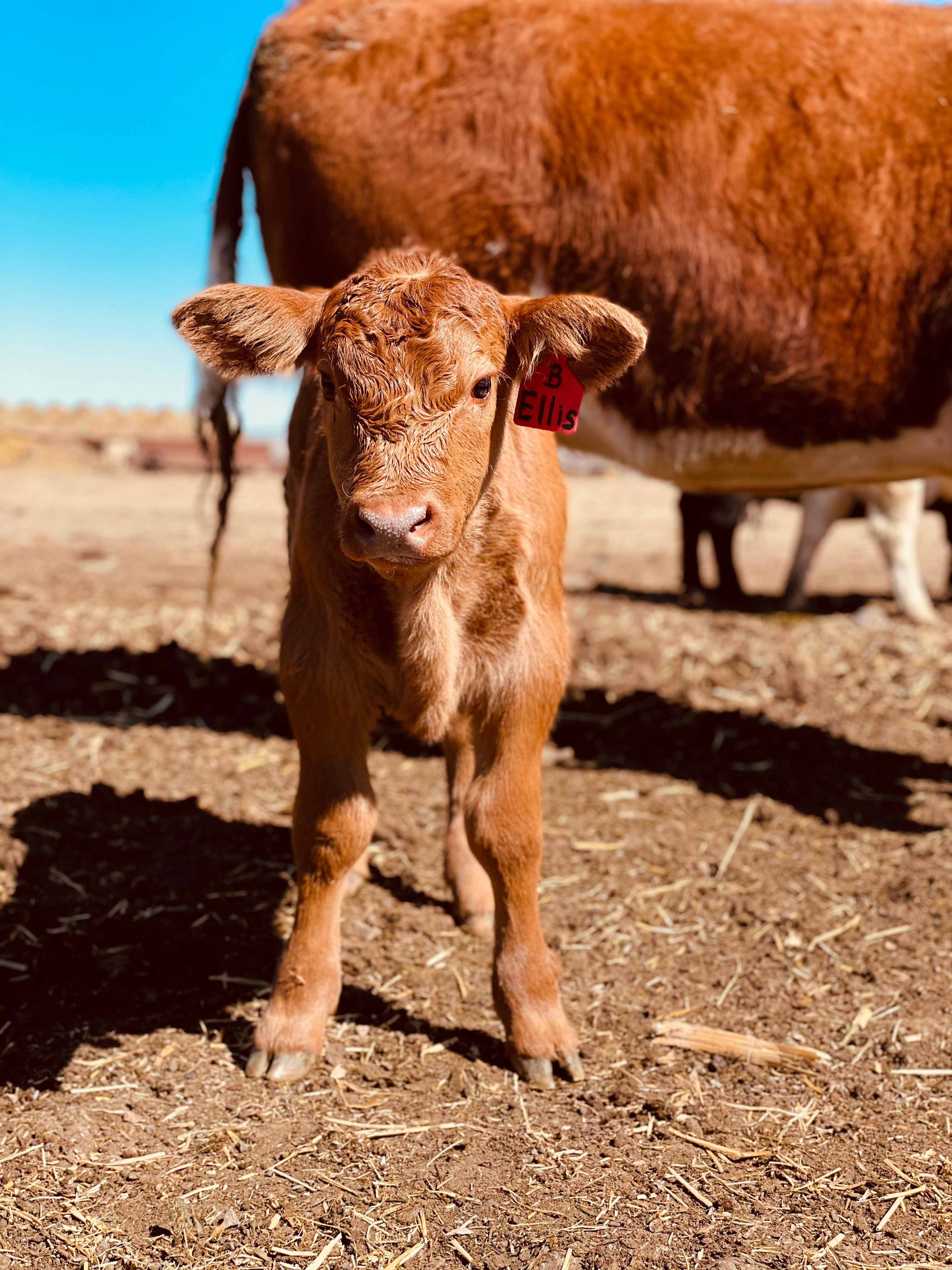 Meriwether Farms | Wyoming's Choice For Locally-Sourced, High-Quality