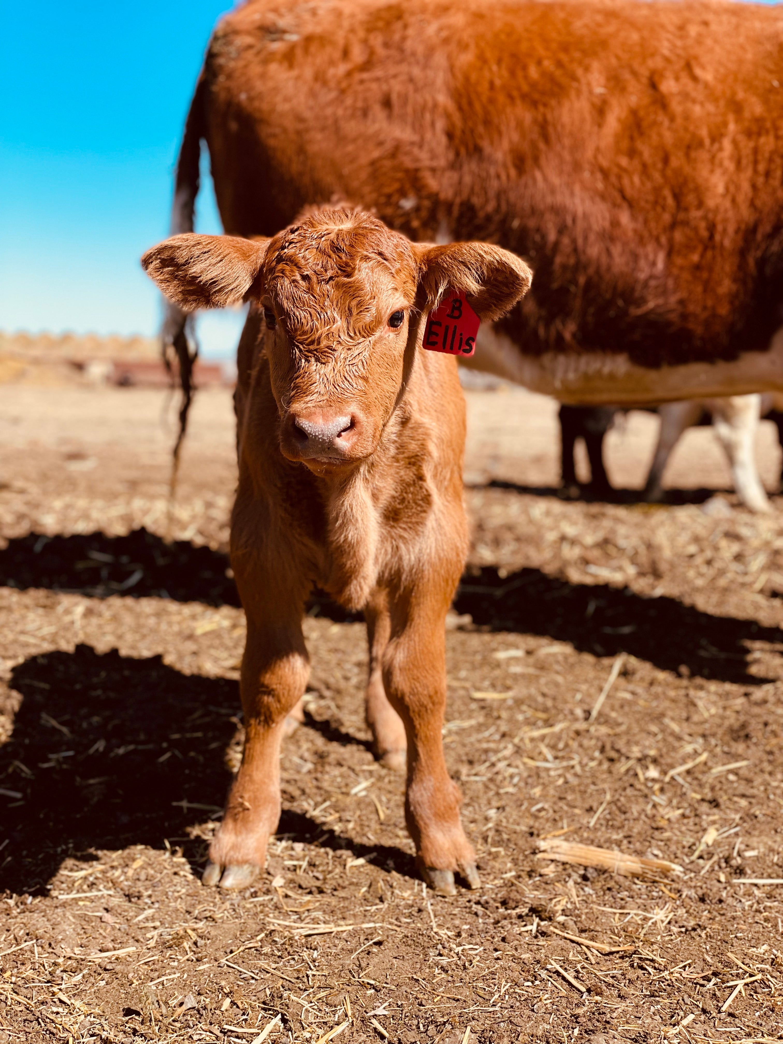 Meriwether Farms | Wyoming's Choice for Locally-Sourced, High-Quality