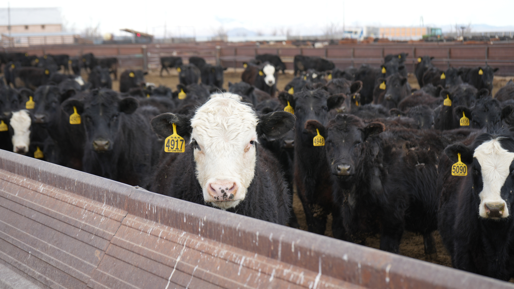 Meriwether Farms | Wyoming's Choice For Locally-Sourced, High-Quality